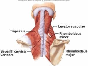 upper back muscles